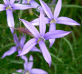 Laurentia Flower seeds for Planting Fragrant Blossoms, Heirloom & GMO Free Seeds for Home Garden seeds for planting