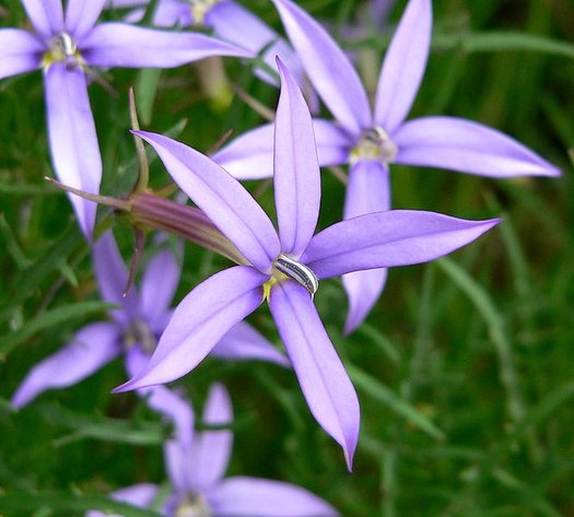 Laurentia Flower seeds for Planting Fragrant Blossoms, Heirloom & GMO Free Seeds for Home Garden seeds for planting