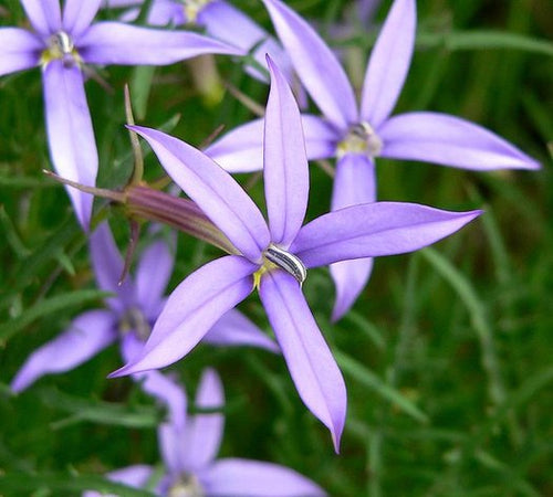 Premium Blue Laurentia Flower seeds for Planting Vibrant Colors, Heirloom & GMO Free Seeds for Home Garden seeds