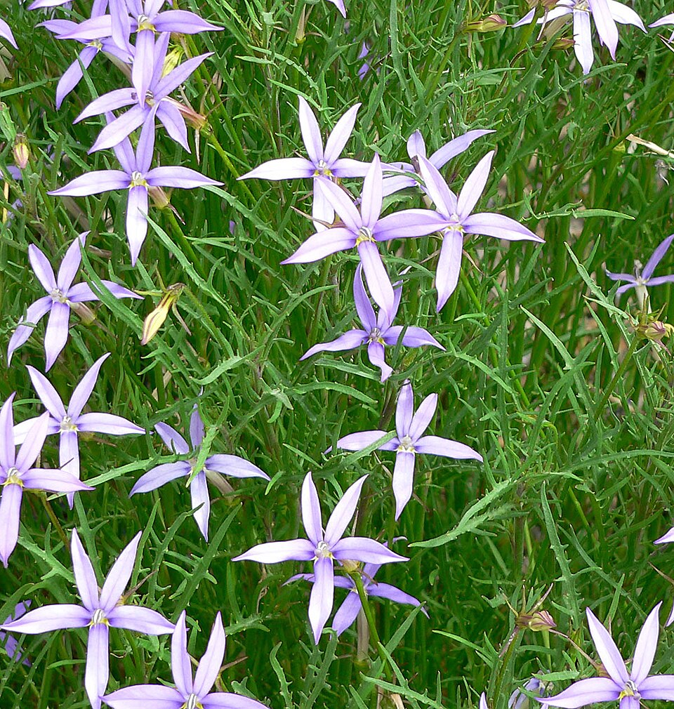 Premium Violet Isotoma Axillaris Flower seeds for Planting Drought Tolerant, Heirloom & GMO Free Seeds for Home Garden seeds