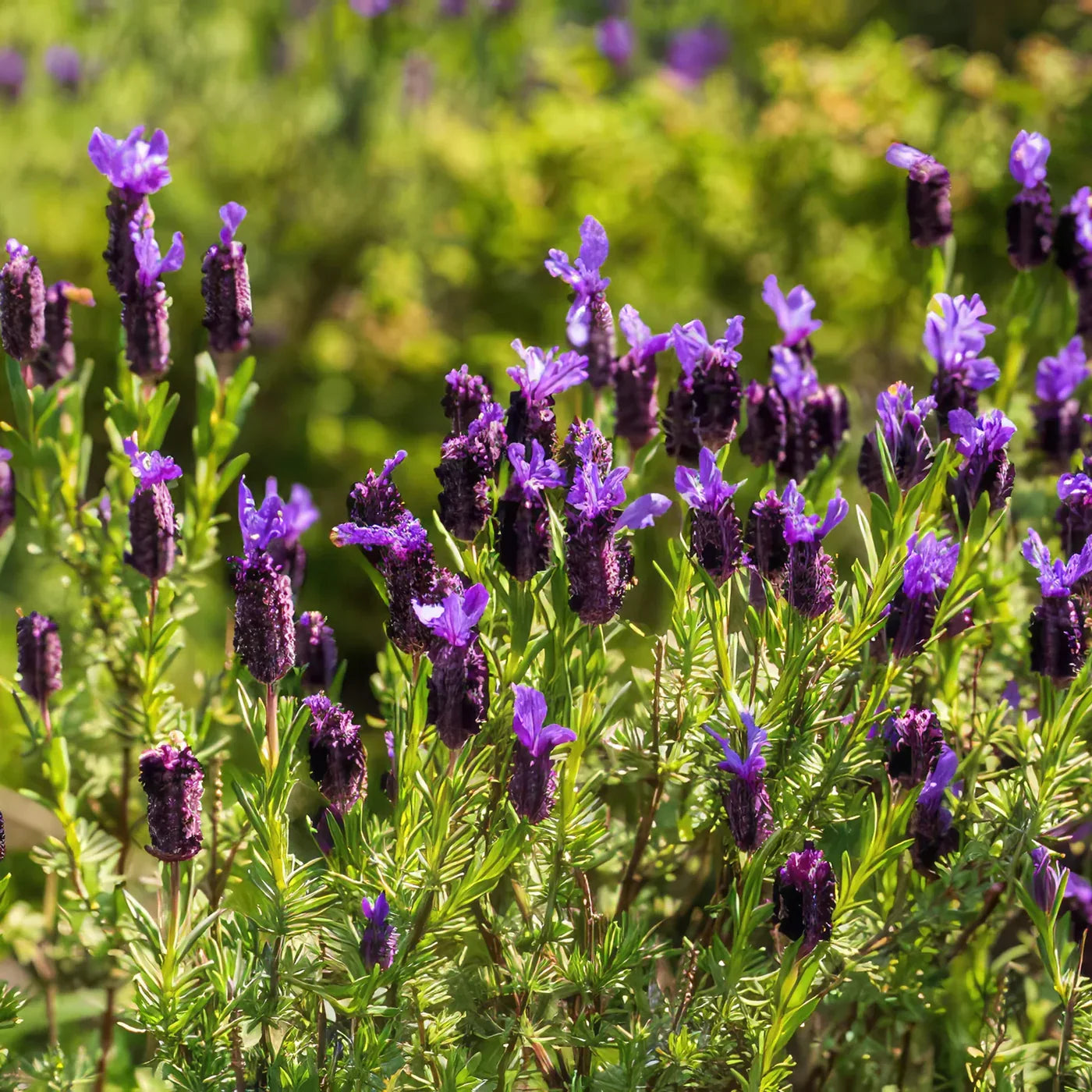 Premium Lavender Stoechas Flower seeds for Planting Long Bloom Season, Heirloom & GMO Free Seeds for Home Garden seeds
