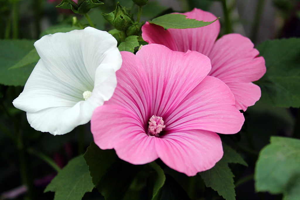 Pink Lavatera Trimestris Flower seeds for Planting Seasonal Bloomer, Heirloom & GMO Free Seeds for Home Garden seeds for planting