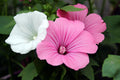 Pink Lavatera Trimestris Flower seeds for Planting Seasonal Bloomer, Heirloom & GMO Free Seeds for Home Garden seeds for planting