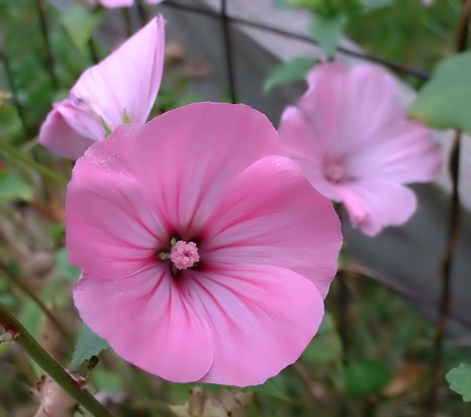 Pink Lavatera Trimestris Flower seeds for Planting Seasonal Bloomer, Heirloom & GMO Free Seeds for Home Garden vegetable and garden seeds
