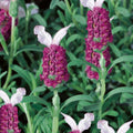 Red Lavender Flower seeds for Planting Bright Blooms, Heirloom & GMO Free Seeds for Home Garden seeds for planting