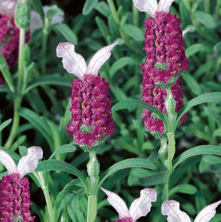 Red Lavender Flower seeds for Planting Bright Blooms, Heirloom & GMO Free Seeds for Home Garden seeds for planting