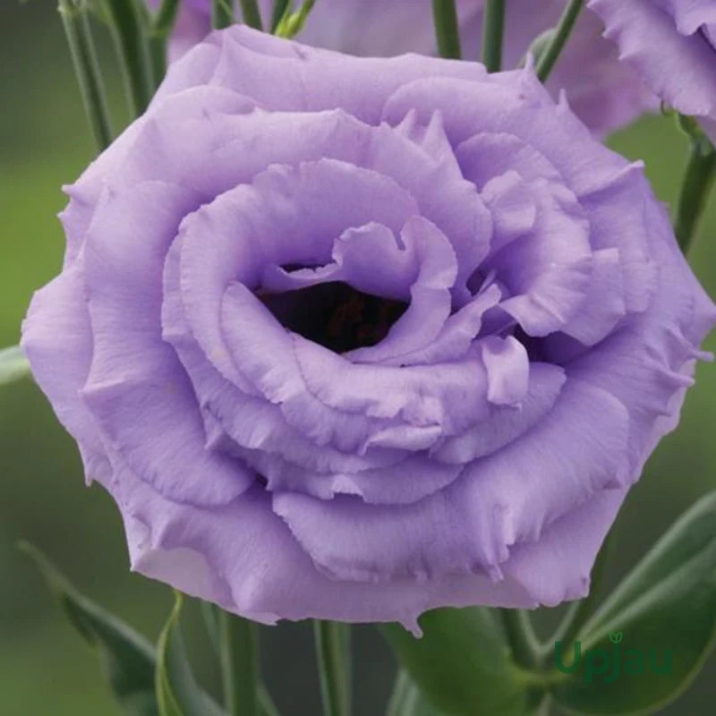 Premium Lavender Eustoma (Lisianthus) Flower seeds for Planting Compact Growth, Heirloom & GMO Free Seeds for Home Garden seeds