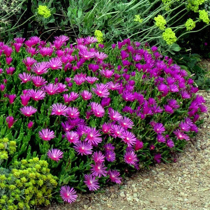 Lavender Ice Plant Flower Seeds