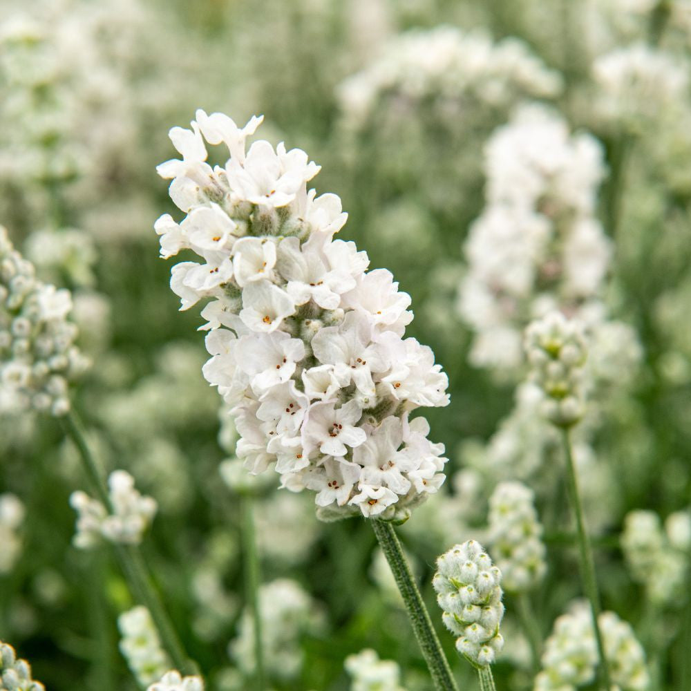 High quality Lavender, Lacy Frills Flower seeds for Planting Easy to Grow, Heirloom & GMO Free Seeds for Home Garden seeds pack