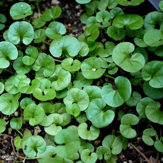 High quality Dichondra Repens Lawn Flower seeds for Planting Garden Favorite, Heirloom & GMO Free Seeds for Home Garden seeds pack