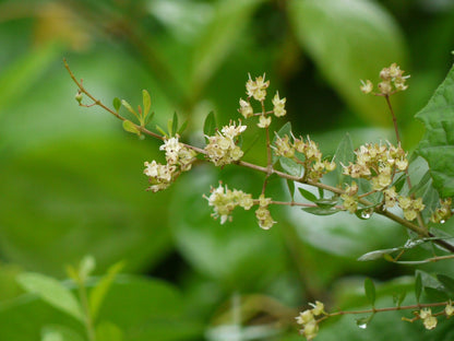 Common Henna (Lawsonia inermis) Dye Plant Tattoo Flower Tree Seeds
