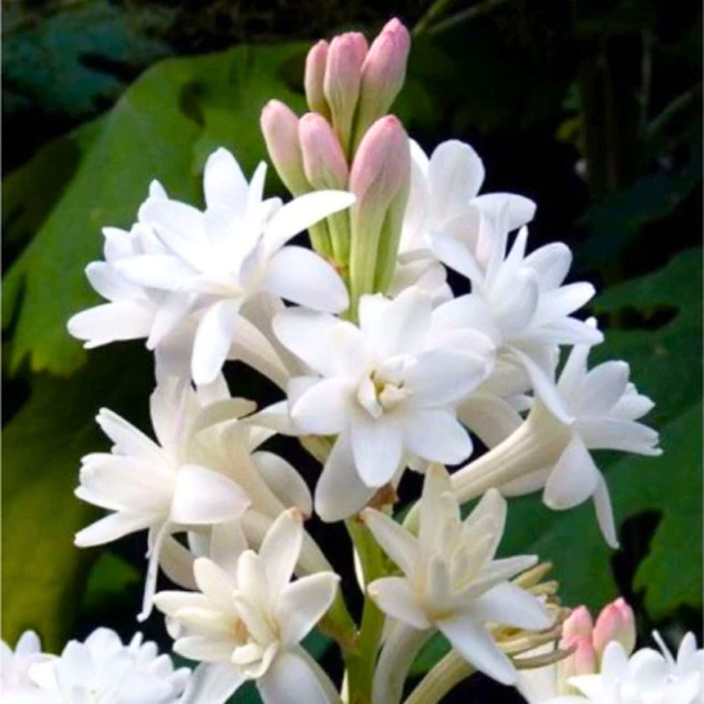 Asperata Flower seeds for Planting Hardy Variety, Heirloom & GMO Free Seeds for Home Garden seeds for planting