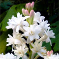 Asperata Flower seeds for Planting Hardy Variety, Heirloom & GMO Free Seeds for Home Garden seeds for planting
