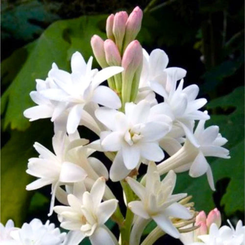 Asperata Flower seeds for Planting Hardy Variety, Heirloom & GMO Free Seeds for Home Garden seeds for planting