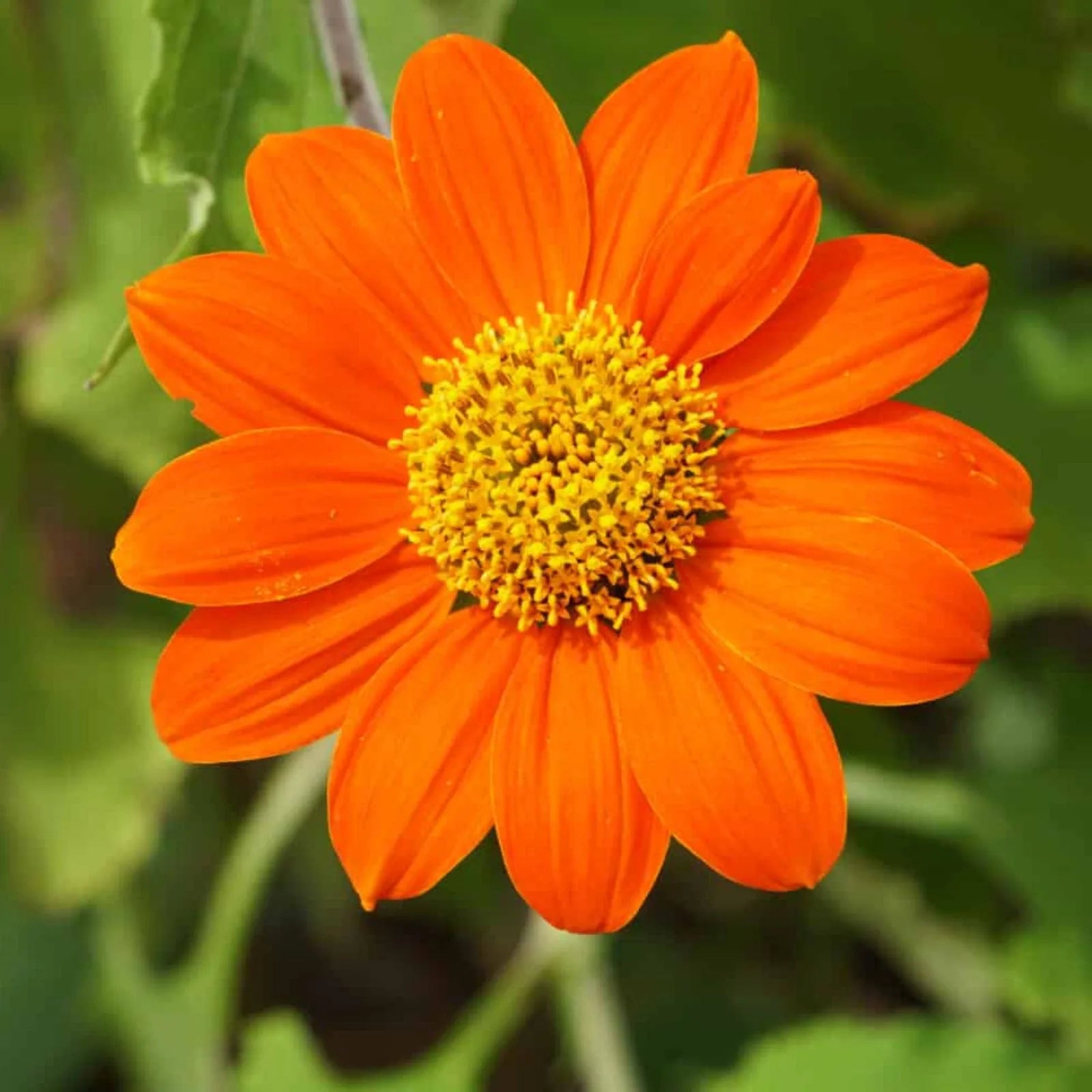 Premium Tithonia Flower seeds for Planting Hardy Variety, Heirloom & GMO Free Seeds for Home Garden seeds