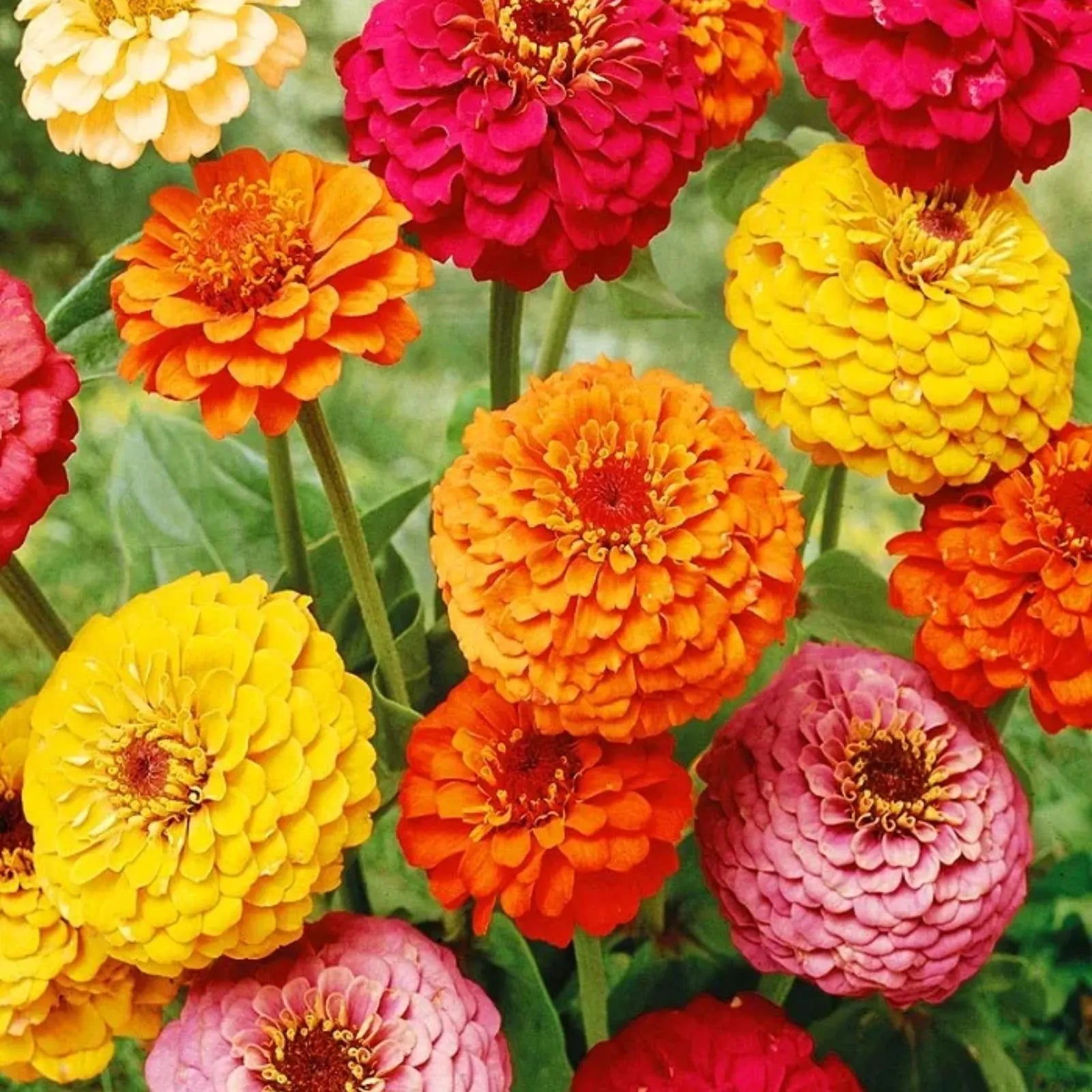 Premium Mixed Helichrysum Flower seeds for Planting Long Bloom Season, Heirloom & GMO Free Seeds for Home Garden seeds