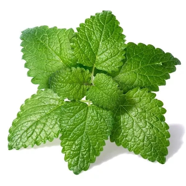 Lemon Balm Seeds (Melissa officinalis)