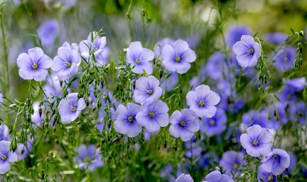 Blue Viscaria Flower seeds for Planting Fragrant Blossoms, Heirloom & GMO Free Seeds for Home Garden vegetable and garden seeds