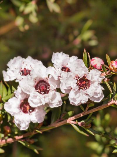 Manuka Flower seeds for Planting Seasonal Bloomer, Heirloom & GMO Free Seeds for Home Garden vegetable and garden seeds