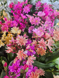 Mixed Lewisia Flower seeds for Planting Compact Growth, Heirloom & GMO Free Seeds for Home Garden seeds for planting