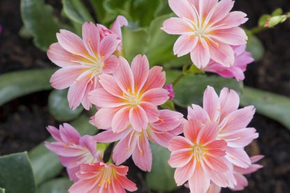 Lewisia Flower seeds for Planting Long Bloom Season Heirloom & GMO Free Seeds for Home Garden