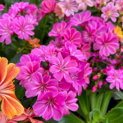 Lewisia Flower seeds for Planting - Colorful Display, Heirloom & GMO Free Seeds for Home Garden