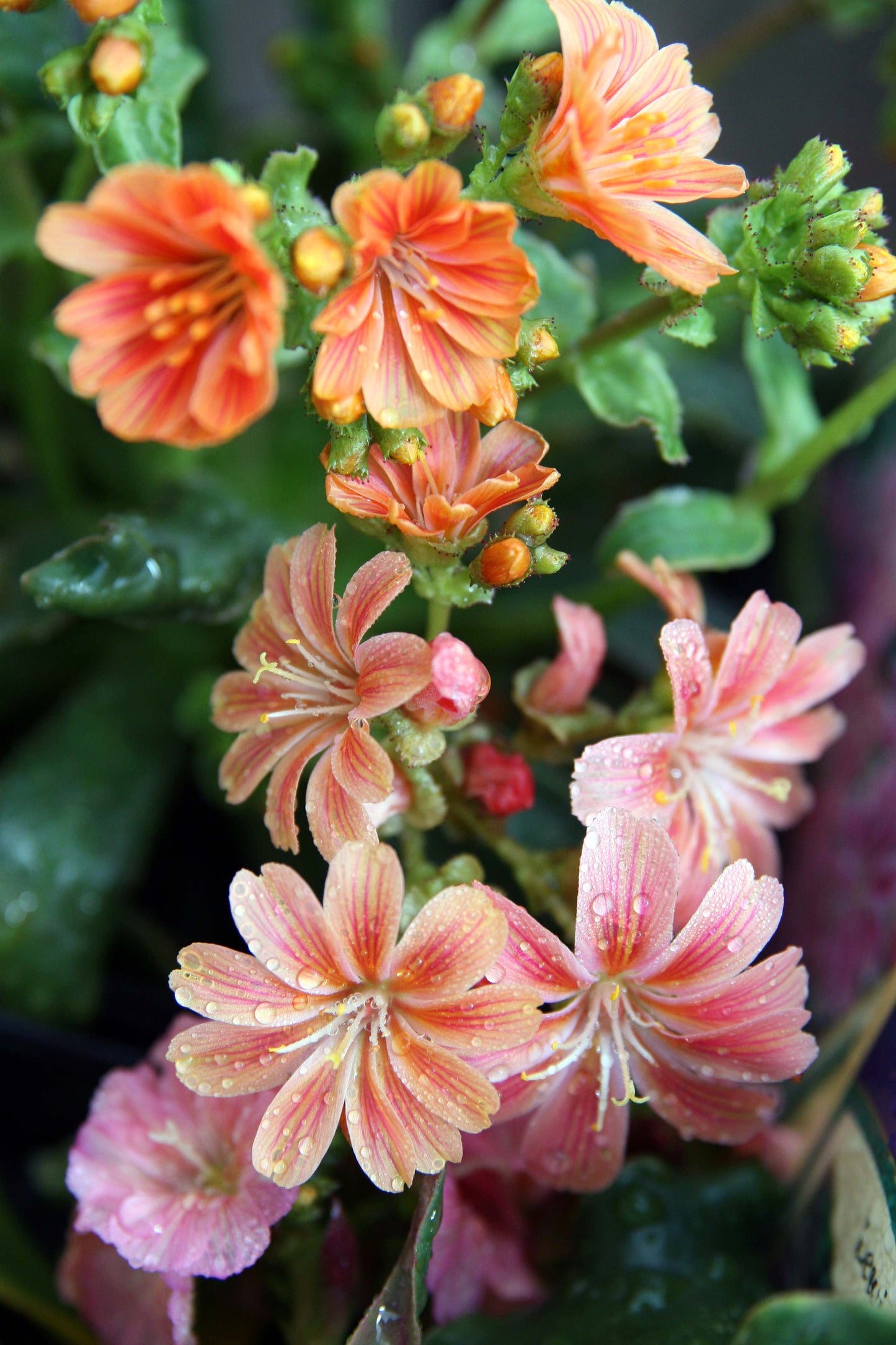 Heirloom Lewisia Flower seeds for Planting Drought Tolerant Heirloom & GMO Free Seeds for Home Garden