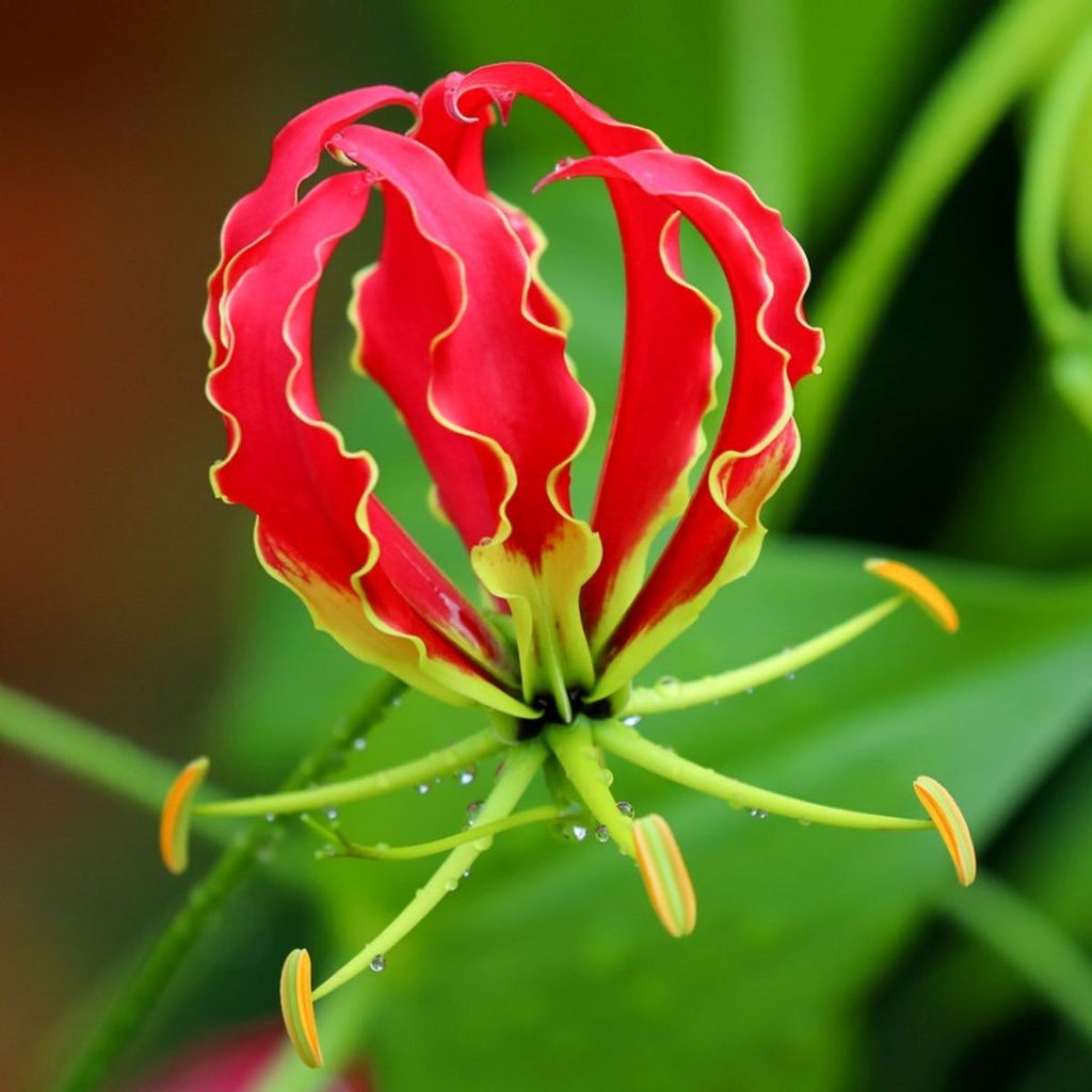 High quality Gloriosa Flower seeds for Planting Shade Tolerant, Heirloom & GMO Free Seeds for Home Garden seeds pack