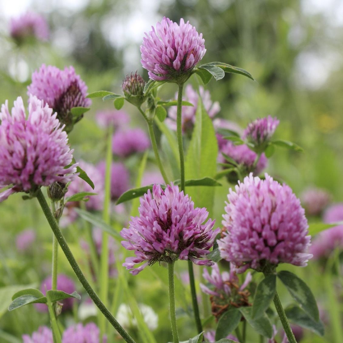 Clover Flower seeds for Planting Sun Loving Heirloom & GMO Free Seeds for Home Garden