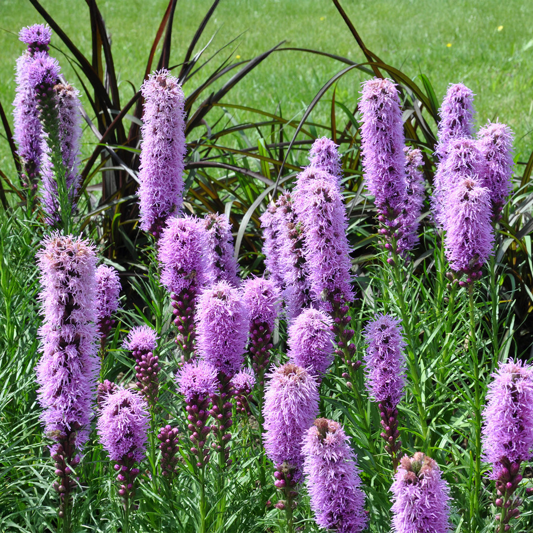 Liatris Spicata Flower seeds for Planting Bright Blooms Heirloom & GMO Free Seeds for Home Garden