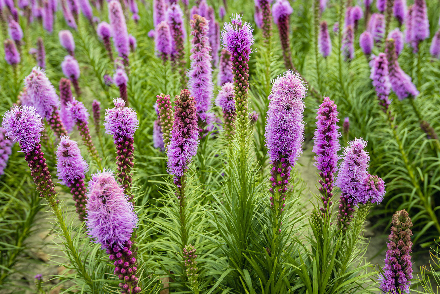 Liatris Flower seeds for Planting - Easy to Grow, Heirloom & GMO Free Seeds for Home Garden