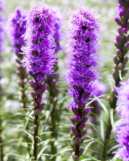 Prachtscharte Flower seeds for Planting Pollinator Friendly Heirloom & GMO Free Seeds for Home Garden 
 
 Sale