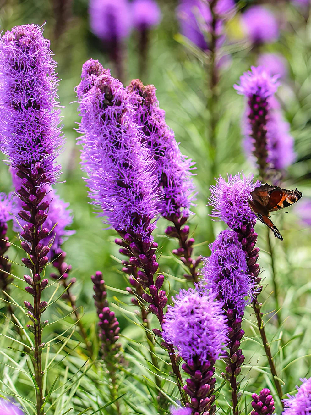 Liatris Spicata Flower seeds for Planting Bright Blooms Heirloom & GMO Free Seeds for Home Garden