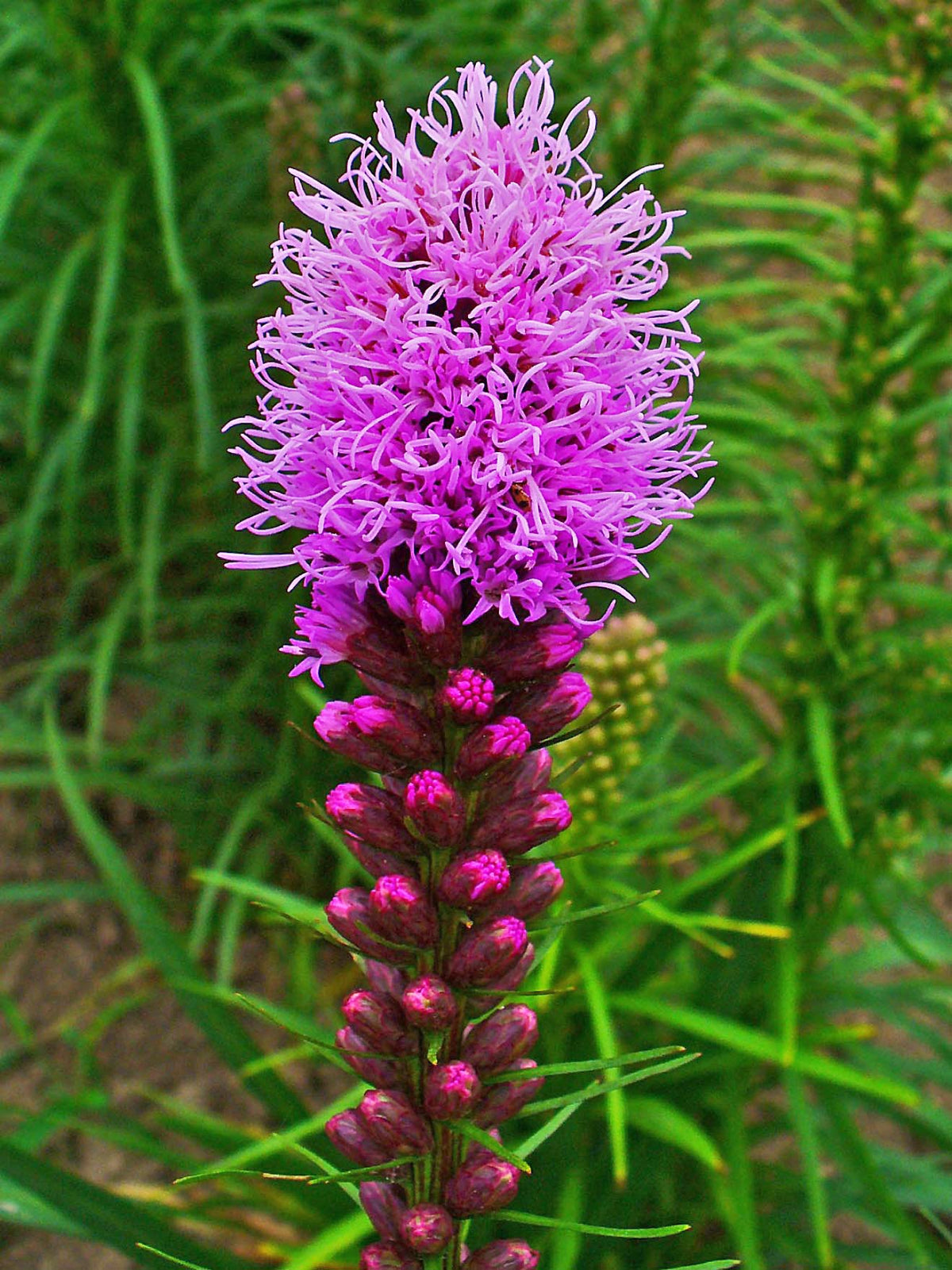 Liatris Flower seeds for Planting - Easy to Grow, Heirloom & GMO Free Seeds for Home Garden