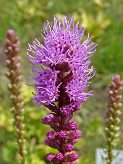 Liatris Spicata Flower seeds for Planting Bright Blooms Heirloom & GMO Free Seeds for Home Garden