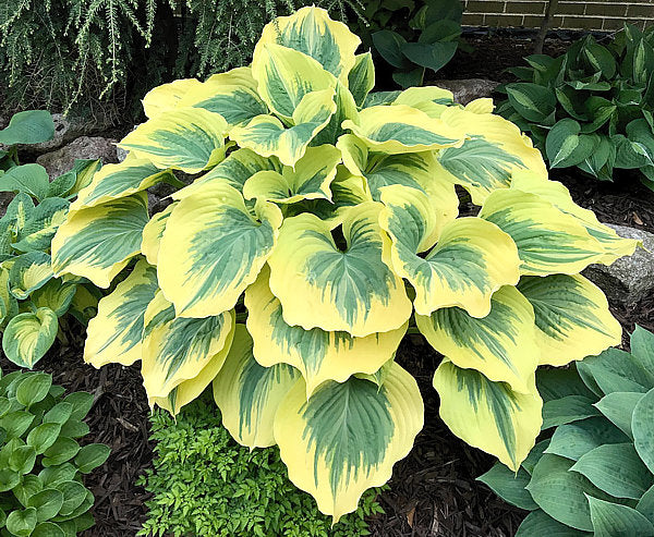 Premium Green Hosta Flower seeds for Planting Long Bloom Season, Heirloom & GMO Free Seeds for Home Garden seeds