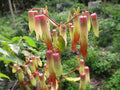 Bryophyllum Pinnatum Flower seeds for Planting Garden Favorite, Heirloom & GMO Free Seeds for Home Garden seeds for planting