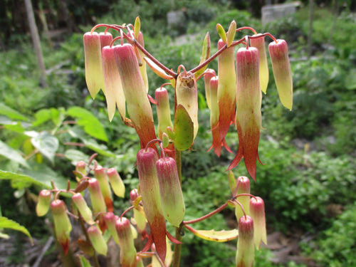 Bryophyllum Pinnatum Flower seeds for Planting Garden Favorite, Heirloom & GMO Free Seeds for Home Garden seeds for planting