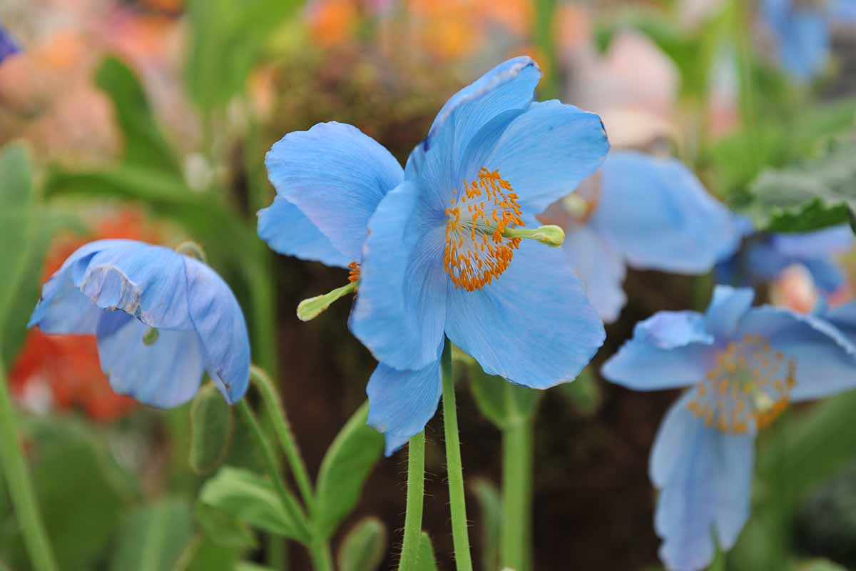 Premium Fresh Meconopsis Flower seeds for Planting Premium Quality, Heirloom & GMO Free Seeds for Home Garden seeds