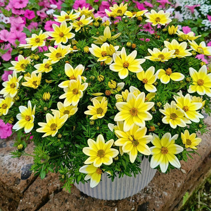 Bidens Golden Eye Flower seeds for Planting Hardy Variety Heirloom & GMO Free Seeds for Home Garden