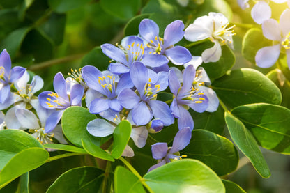 Blue Lignum Vitae Flower seeds for Planting - Wildflower Mix, Heirloom & GMO Free Seeds for Home Garden