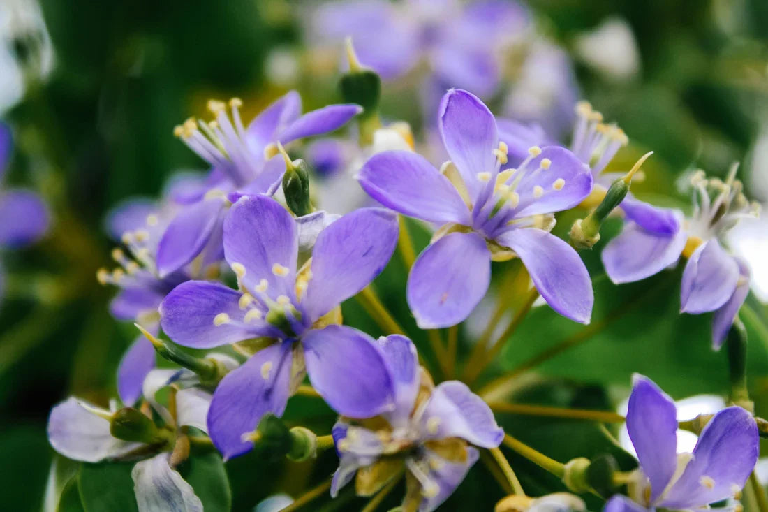 Blue Lignum Vitae Flower seeds for Planting - Wildflower Mix, Heirloom & GMO Free Seeds for Home Garden