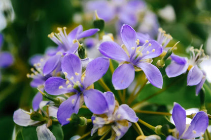 Blue Lignum Vitae Flower seeds for Planting - Wildflower Mix, Heirloom & GMO Free Seeds for Home Garden