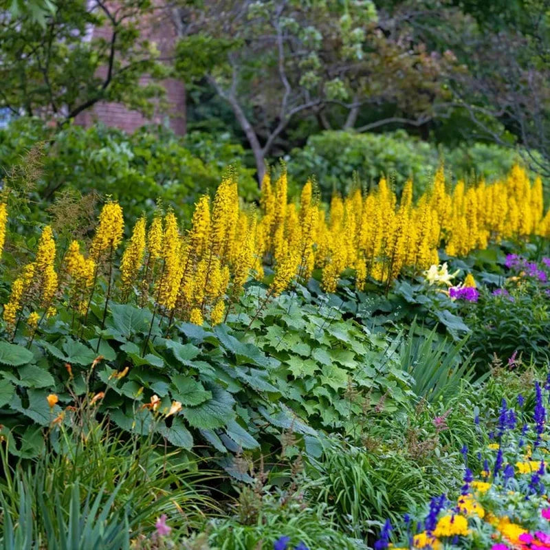 Yellow Ligularia Flower seeds for Planting Bright Blooms, Heirloom & GMO Free Seeds for Home Garden vegetable and garden seeds