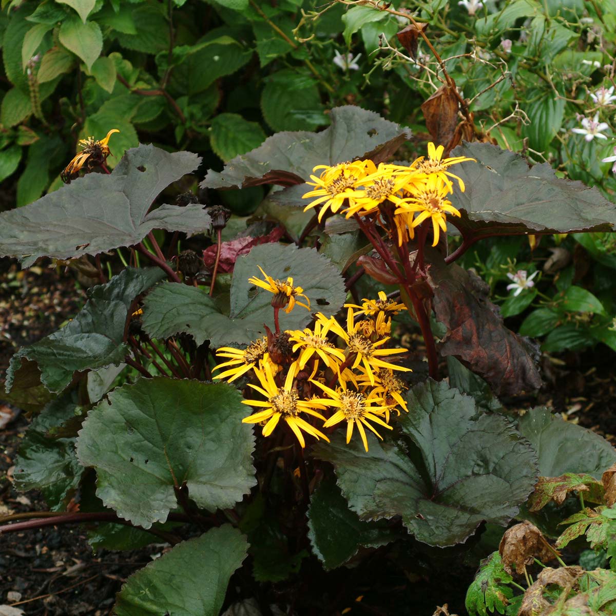 BrittMarie (BrittMarie Craw) seeds for planting in home garden