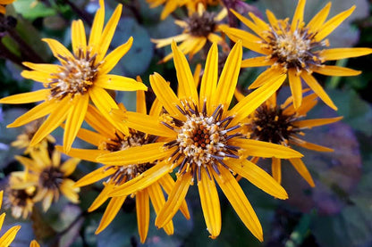 Ligularia Dentata Flower seeds for Planting Shade Tolerant Heirloom & GMO Free Seeds for Home Garden