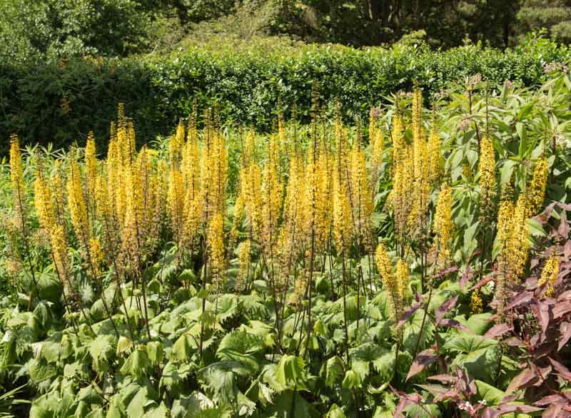 Ligularia Przewalskii Flower seeds for Planting Compact Growth Heirloom & GMO Free Seeds for Home Garden