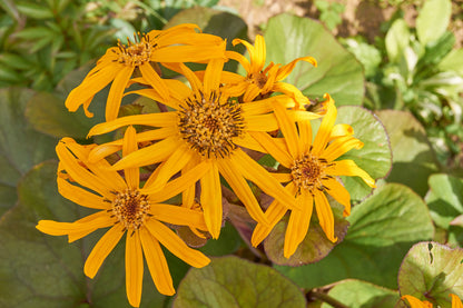 Ligularia Dentata Flower seeds for Planting Shade Tolerant Heirloom & GMO Free Seeds for Home Garden