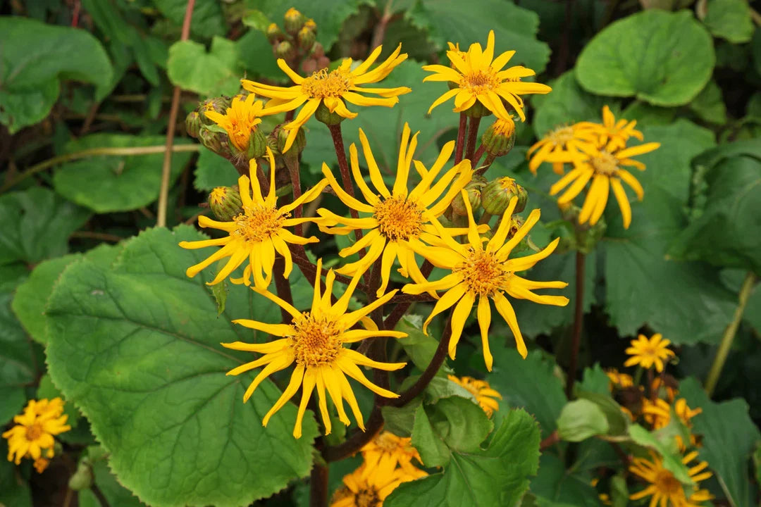 Ligularia Dentata Flower seeds for Planting - Garden Favorite, Heirloom & GMO Free Seeds for Home Garden