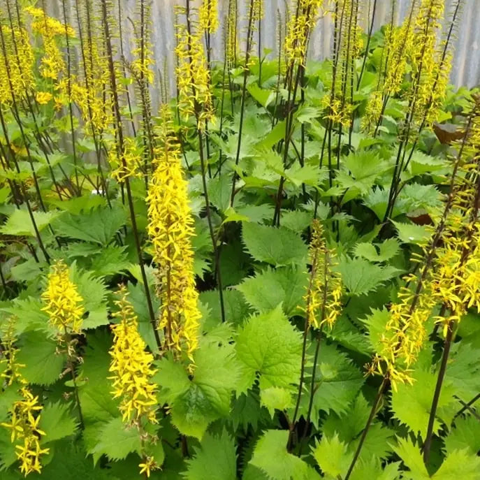 High quality Yellow Ligularia Flower seeds for Planting Bright Blooms, Heirloom & GMO Free Seeds for Home Garden seeds pack